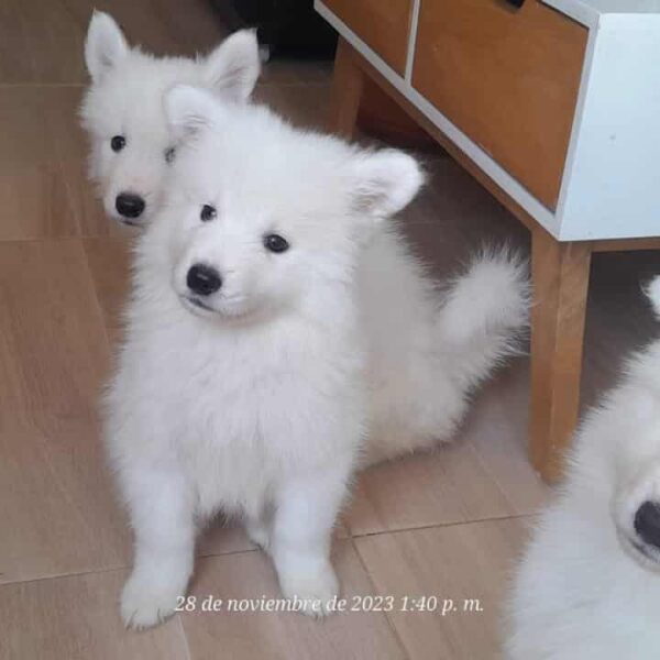 Venta de Perros Samoyedo en Popayán