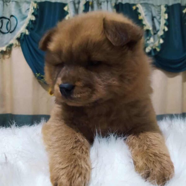 Venta de Perros Chow Chow en Cúcuta