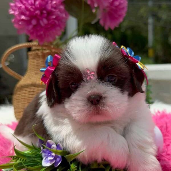 Venta de Cachorros Shih Tzu en Bogotá