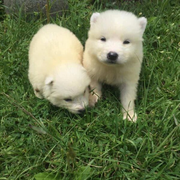 Venta de Perros Samoyedo en Valledupar