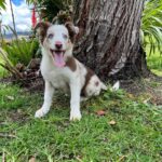 Criadero de Perros Santa Marta