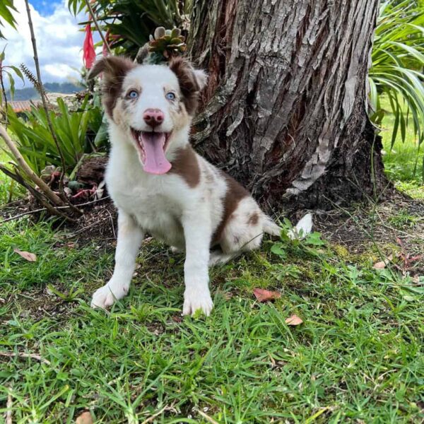 Criadero de Perros Santa Marta