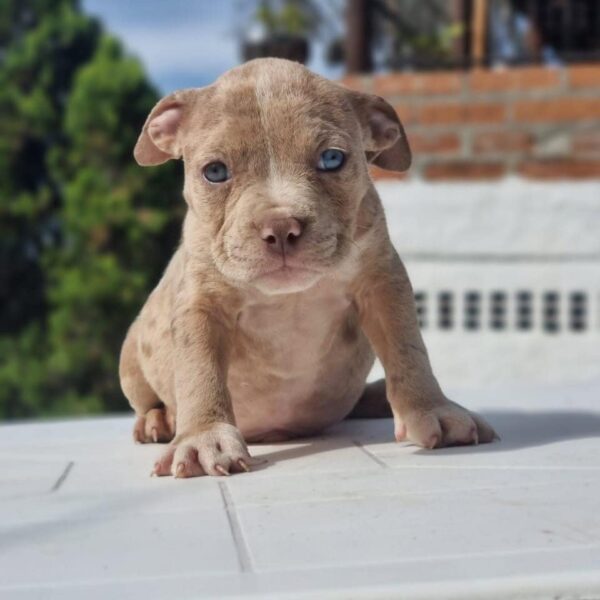 Venta de Cachorros american bully pocket bogota