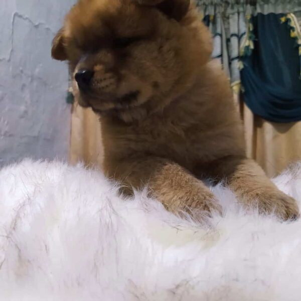 Venta de Perros Chow Chow en Pereira