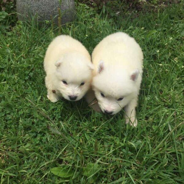Venta de Perros Samoyedo en Armenia