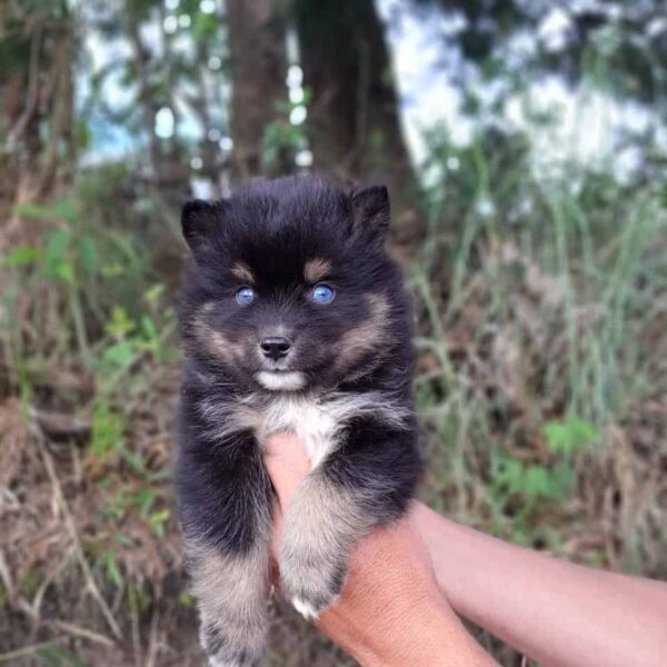 Pomsky precio en Manizales