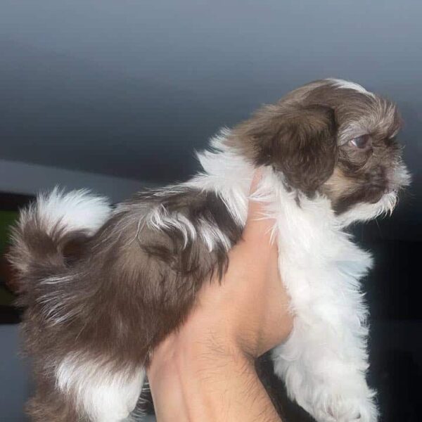 Venta de Cachorros  Shih Tzu en Cartagena