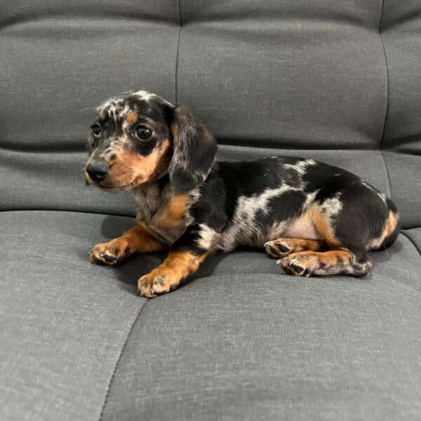 Venta de Perros Dachshund Teckel en Barranquilla