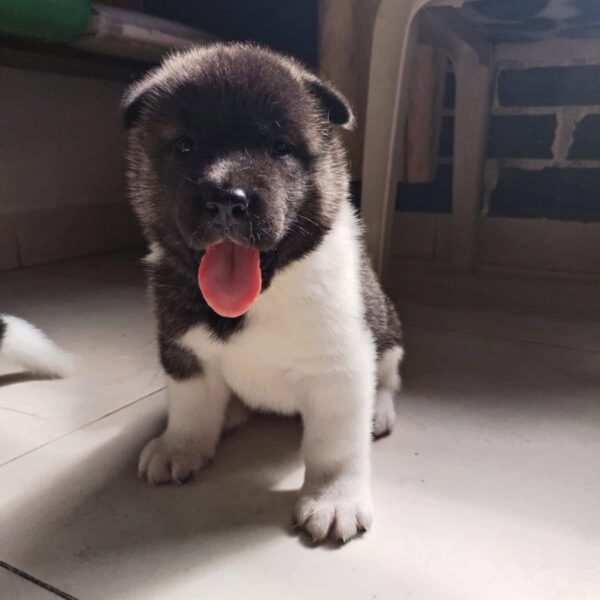 Venta de Perros Akita en Popayán