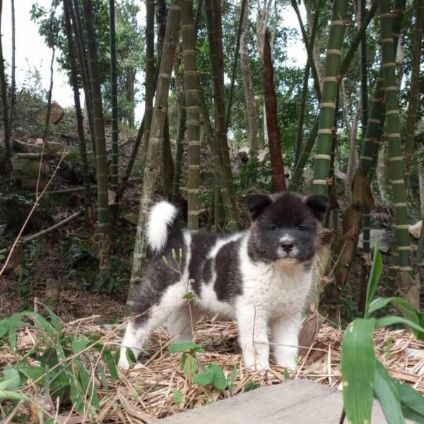 Venta de Perros Akita en Montería