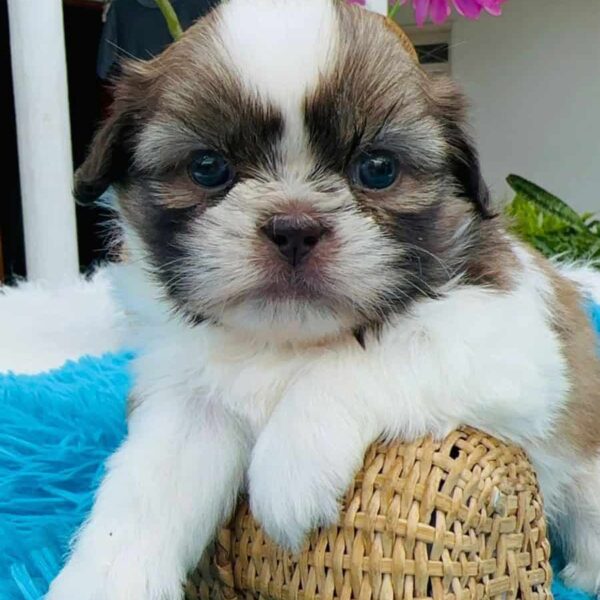 Venta de Cachorros Shih Tzu en Barranquilla