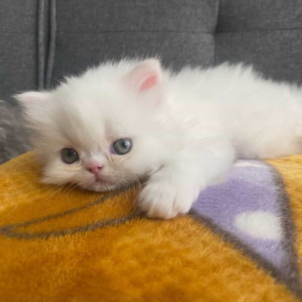 Venta de gatos Gatos Persa en Manizales