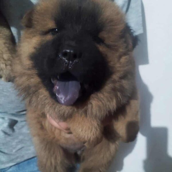 Venta de Perros Chow Chow en Ibagué