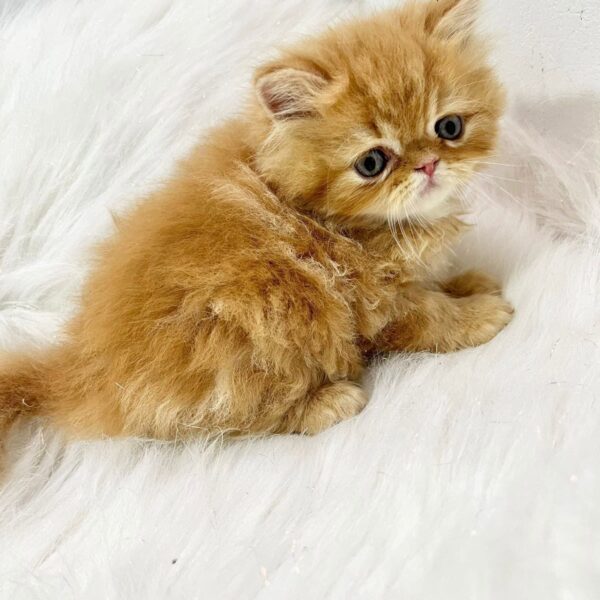 Venta de Perros Gatos Persa en Villavicencio