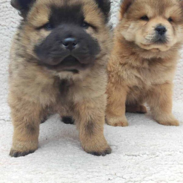 Venta de perros Chow Chow en Cartagena