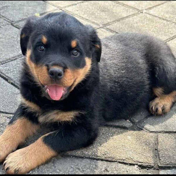 Venta de Cachorros rottweiler barranquilla