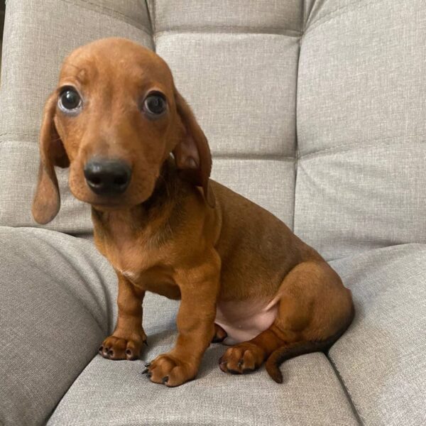 Venta de Perros Dachshund Teckel en Cartagena