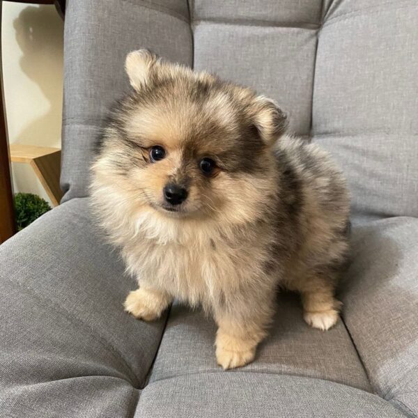 Venta de Cachorros Pomerania Mini en Cartagena