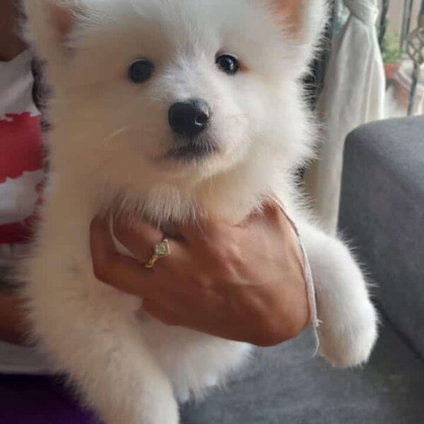Venta de Perros Samoyedo en Tunja