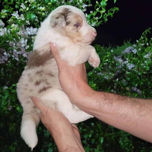 venta de Perros Border Collie en Cundinamarca