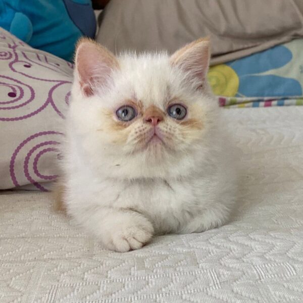 Venta de Gatos Persa en Neiva