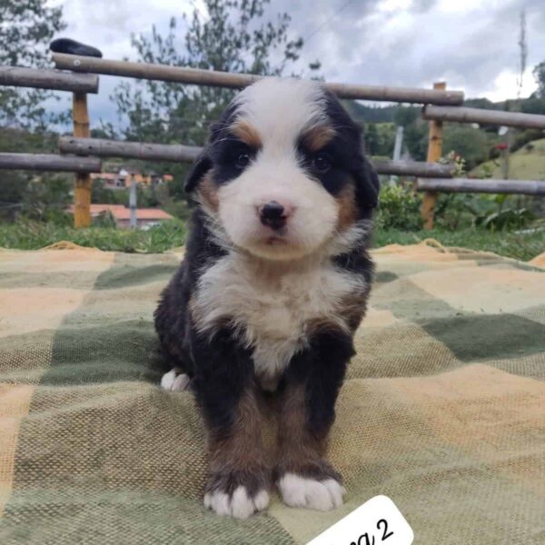 Venta de Perros Boyero de Berna