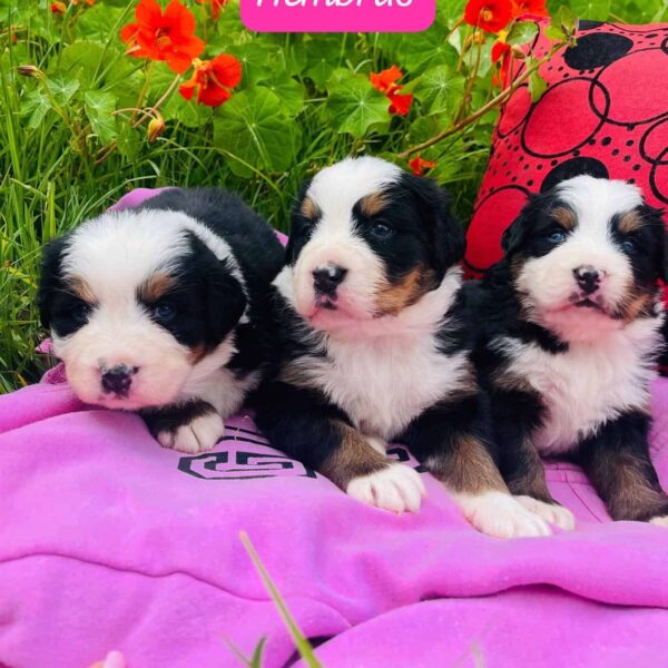 Venta de Perros Bernés de la Montaña en Popayán