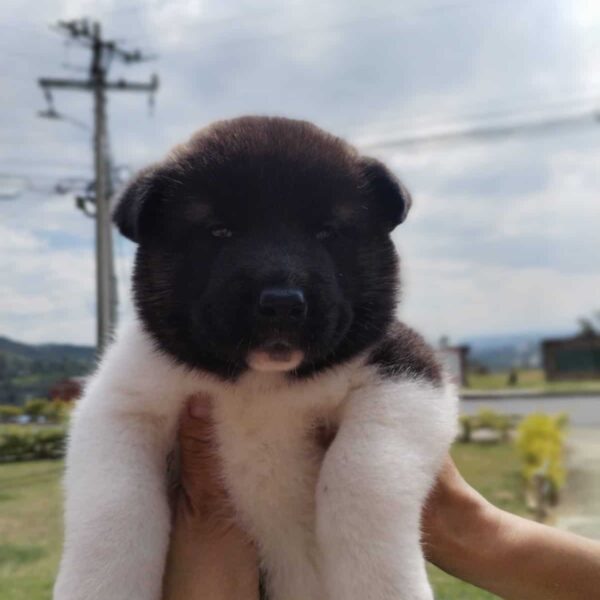 Venta de Perros Akita en Neiva