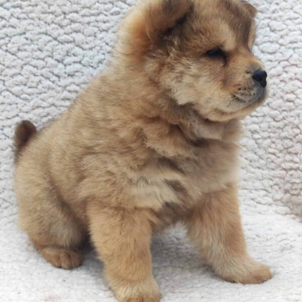 Venta de perros Chow Chow en Cali