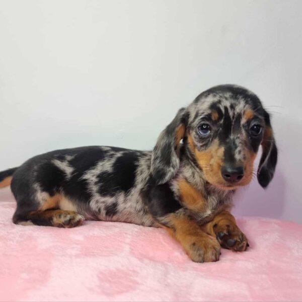 Venta de Perros Dachshund Teckel en Ibagué