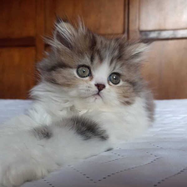 Venta de Gatos Persa en Valledupar