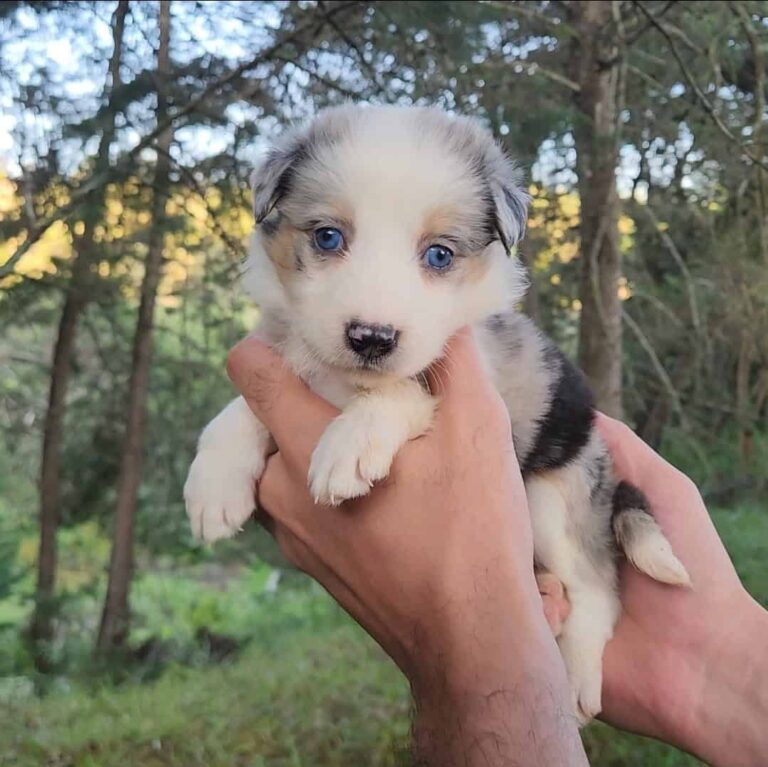 Venta de Cachorros Border Collie Cali