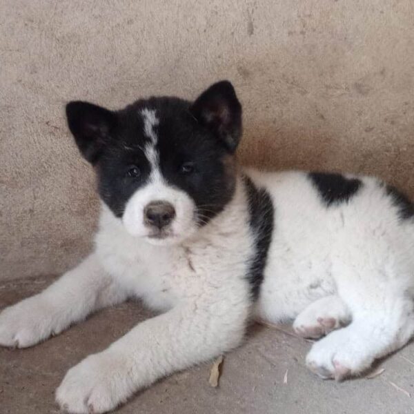 Venta de Perros Akita en Pasto