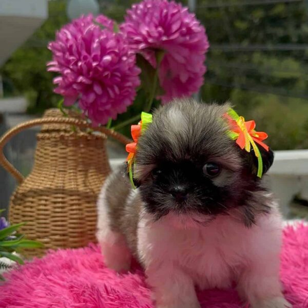 Venta de Cachorros Shih Tzu en Cali