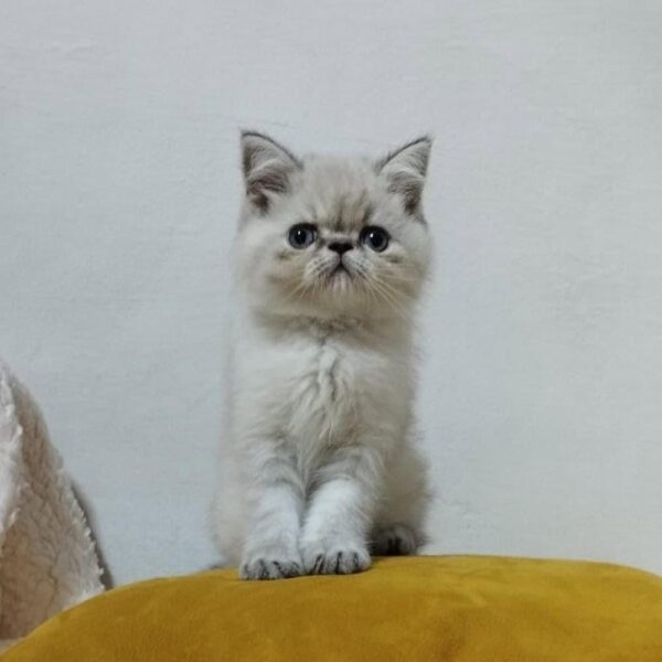 Venta de Gatos Persa en Sincelejo