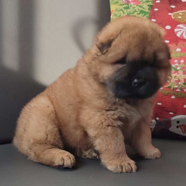 Venta de Perros Chow Chow en Santa Marta
