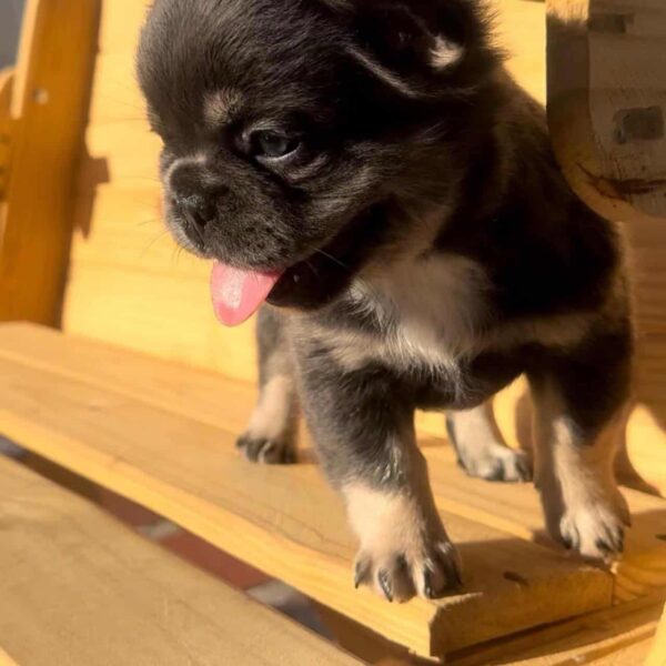 Venta de Bulldog Francés Fluffy Blue at