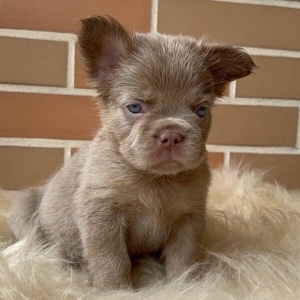 Venta de Perros Bulldog Francés Fluffy Isabella Hembra