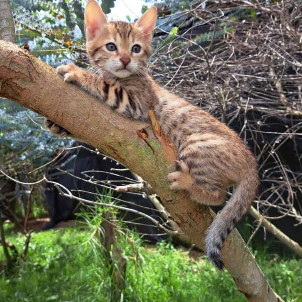 Venta de Gatos Bengali Medellín