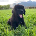 Criadero de Perros Cali