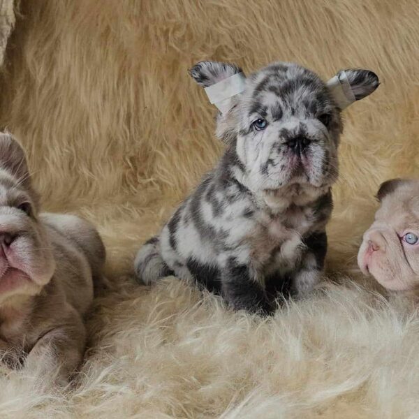 Venta de Bulldog francés fluffy Big Rope Macho Black Merle 
