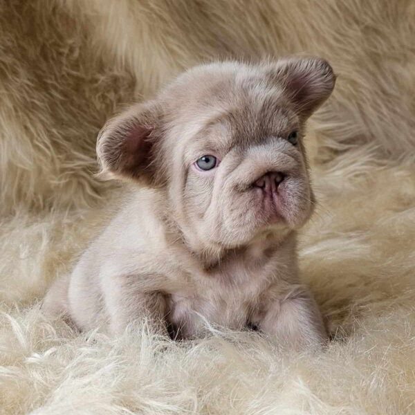 Comprar Bulldog Francés Fluffy Big Rope Isabella Medellín