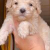 Venta de Perros GoldenDoodle en Medellín Colombia - Image 2