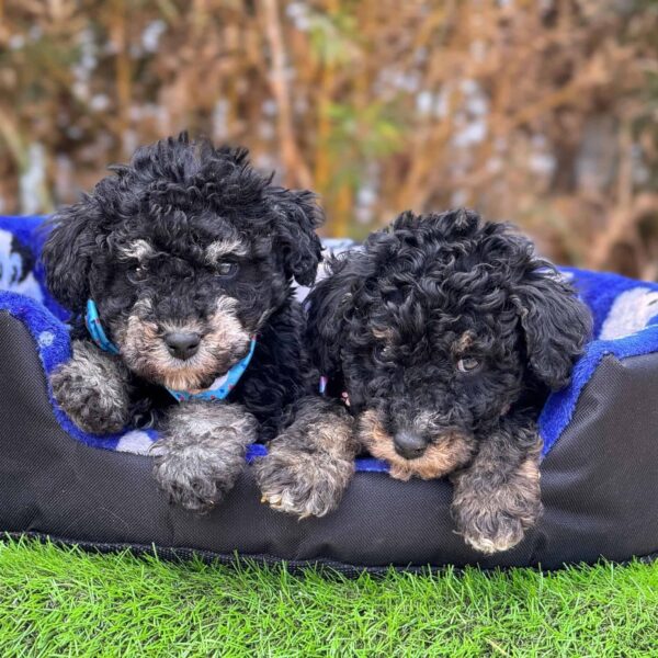 Venta de Perros GoldenDoodle en Medellín Colombia