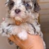 Criadero Goldendoodle Medellin