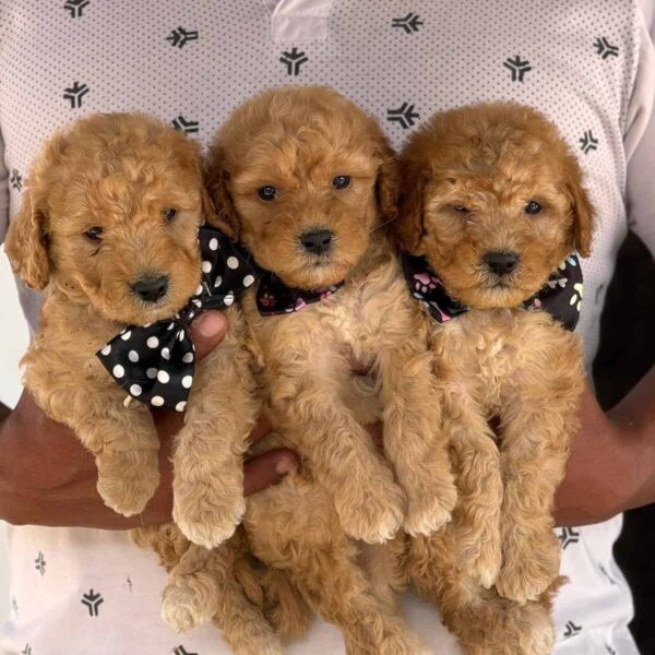 Criadero de Perros Ibague