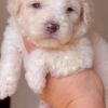 Venta de Perros GoldenDoodle en Medellín Colombia - Image 3
