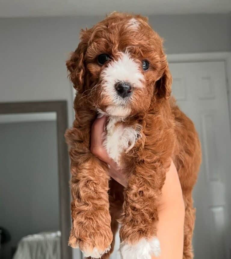 Criadero de cachorros Cavapoo