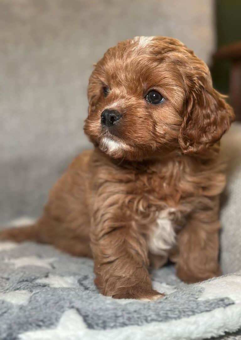 Criadero de cachorros Cavapoo