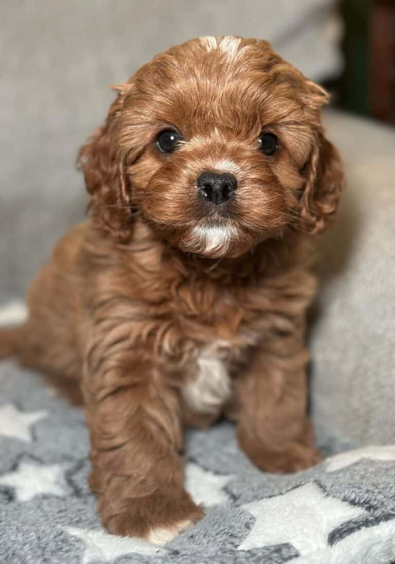 Criadero de cachorros Cavapoo